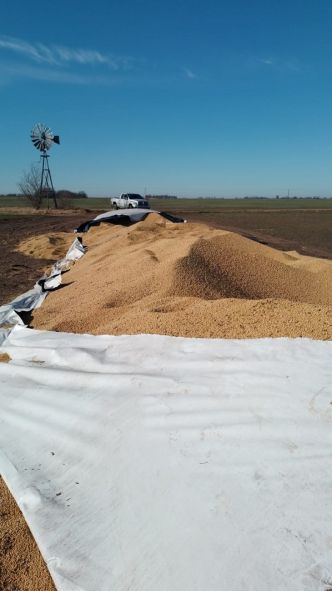 Robo millonario de semillas de soja: la indignacin de dos hermanos productores
