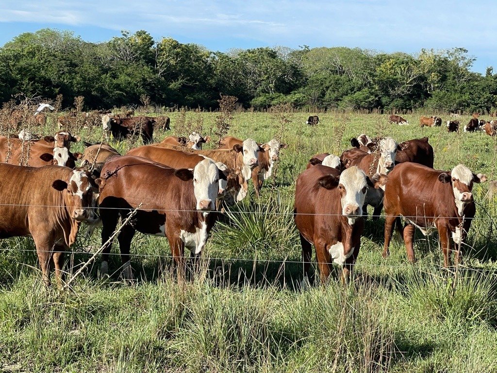 Sigue en Aumento de Precios la Hacienda 