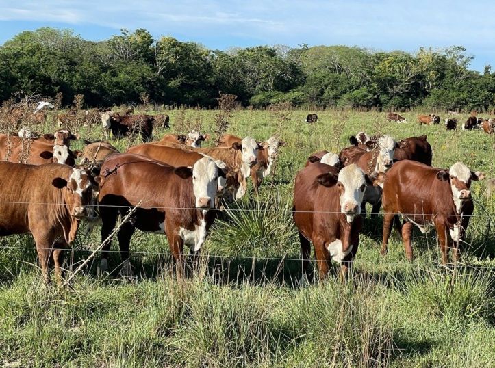 Empresario denuncia corrupción y retraso en aprobación de productos en el Senasa
