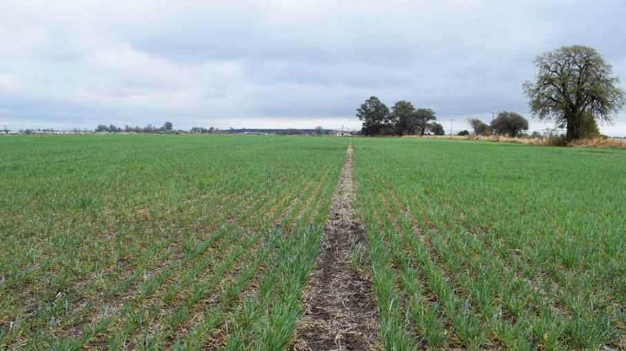 Perspectivas Agroclimáticas del 26 de Julio al 2 de Agosto: Frío y Calor con Escasas Lluvias en el Área Agrícola