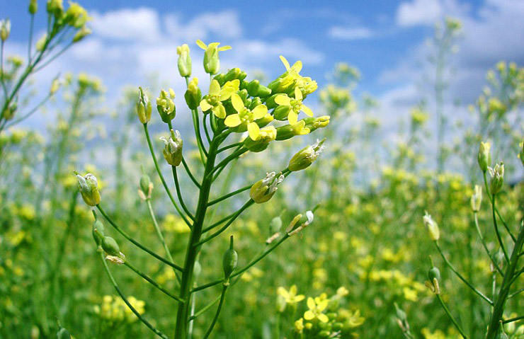 Lanzan iniciativa para impulsar el cultivo de Camelina en Argentina, potenciando la agricultura sustentable