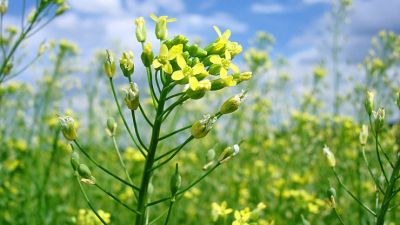 Lanzan iniciativa para impulsar el cultivo de Camelina en Argentina, potenciando la agricultura sustentable