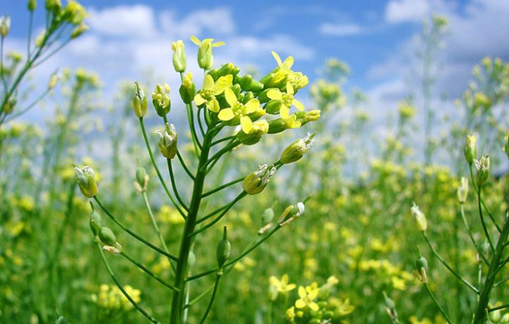 Bunge y Chevron adquieren Chacraservicios SRL para impulsar los biocombustibles de camelina sativa en Argentina