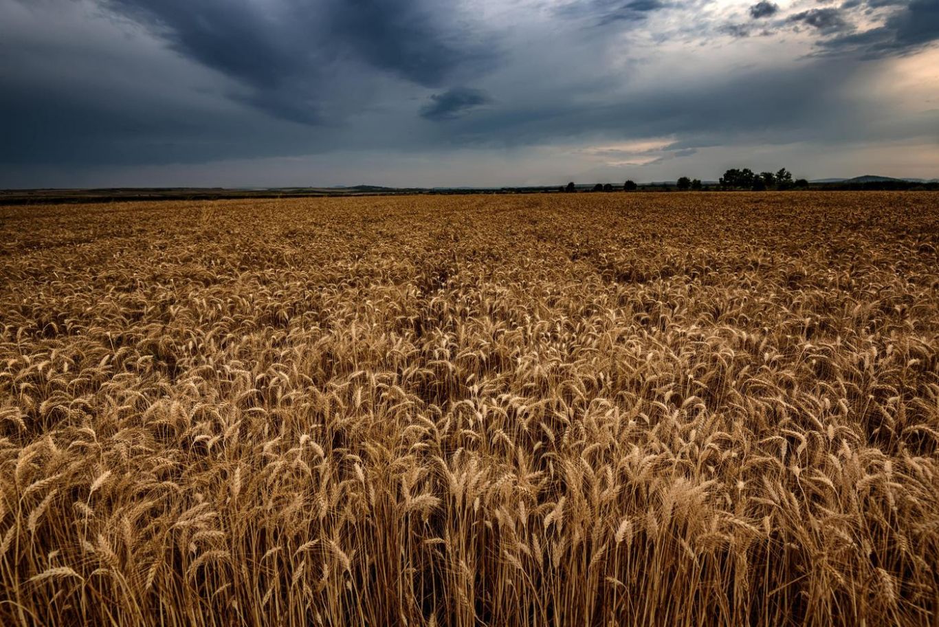 Protección de cultivos: Los productores se anticipan a los riesgos en la nueva campaña