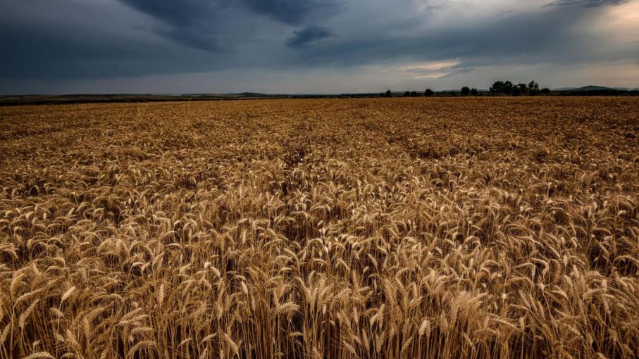 Protección de cultivos: Los productores se anticipan a los riesgos en la nueva campaña