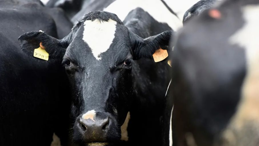 Bahillo aseguró que la sequía no afectó el abastecimiento de leche