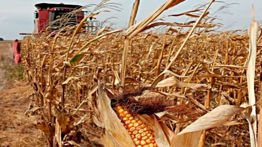 Expectativas de una buena cosecha de maíz se afectaría por menores precios mundiales