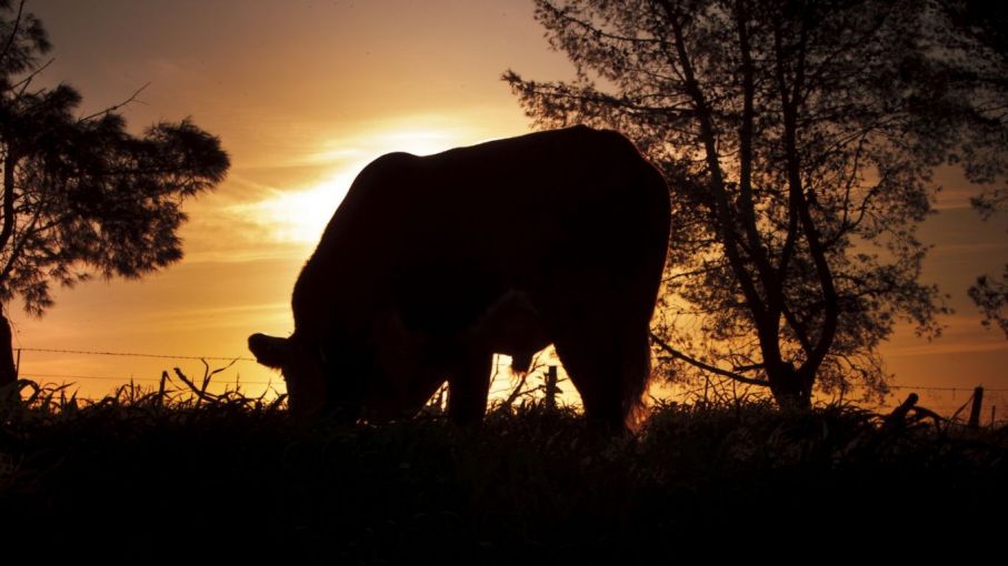 ¿Cuánto más podría generar la cadena bovina?