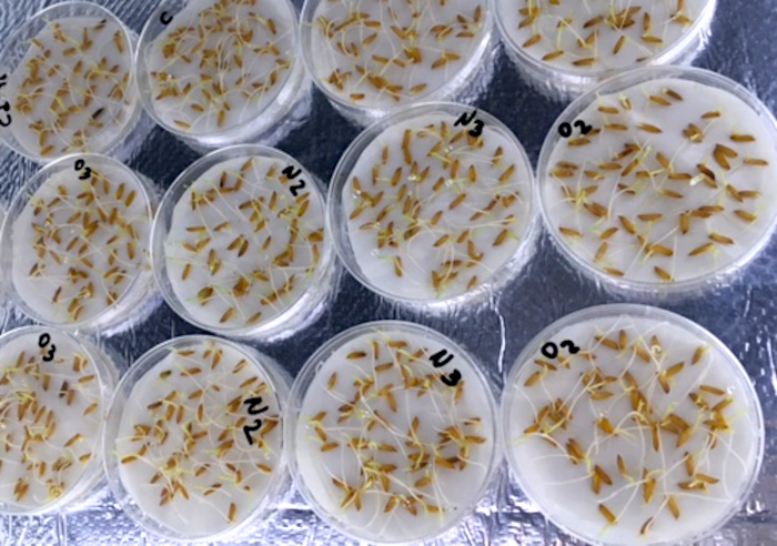 Aplicación de plasma no-térmico incrementa el poder germinativo de Gatton panic