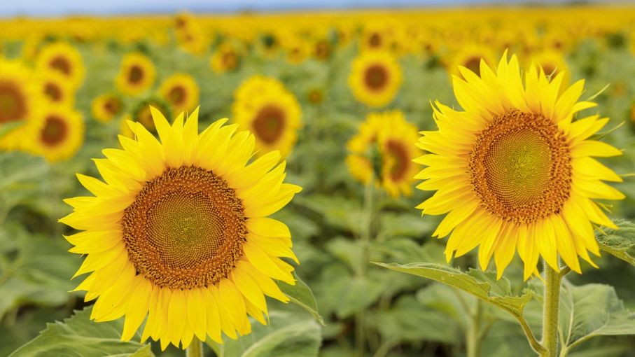 NK amplía su selección de híbridos de girasol para elevar los rendimientos