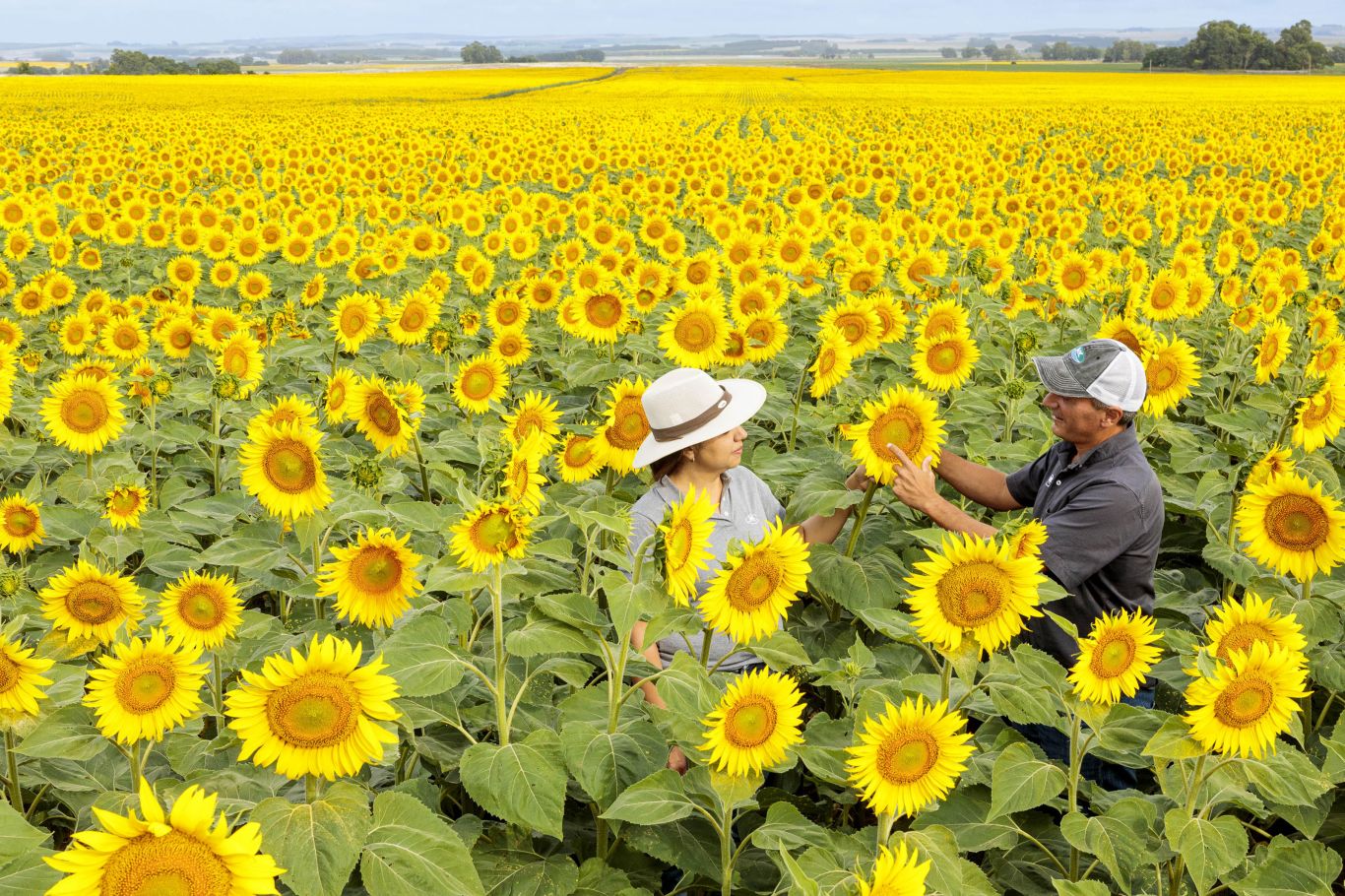 Producción récord de girasol en Argentina: se sembraron más hectáreas y se logró el mayor rendimiento de la historia
