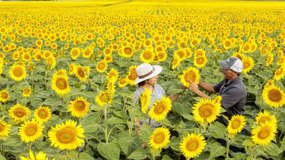 Produccin rcord de girasol en Argentina: se sembraron ms hectreas y se logr el mayor rendimiento de la historia
