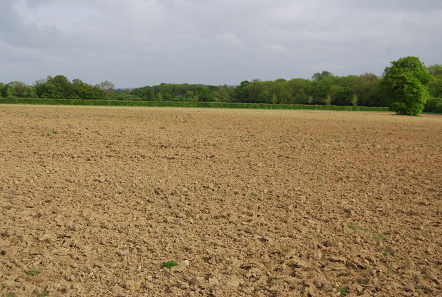 Fijan nuevos salarios mínimos para diversas actividades agrarias