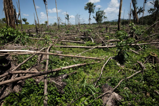 Colombia logra reducir la deforestación en un 29,1% en 2022, la cifra más baja desde 2013"