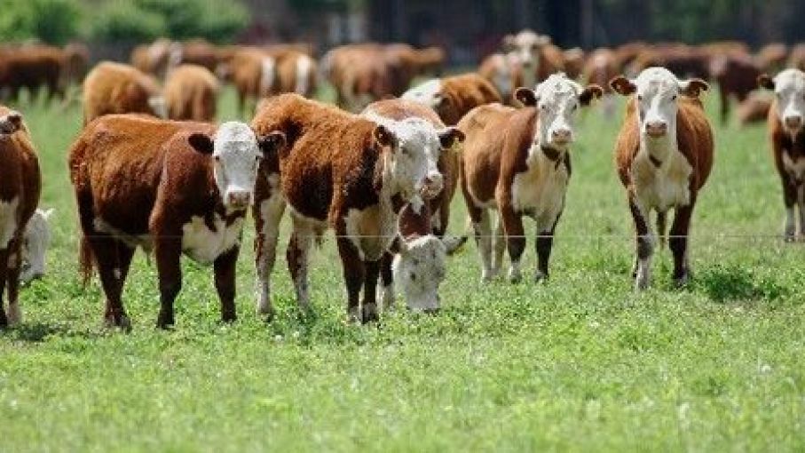 Dinámica del mercado de novillo en el mercosur: Argentina y Uruguay marcan la pauta