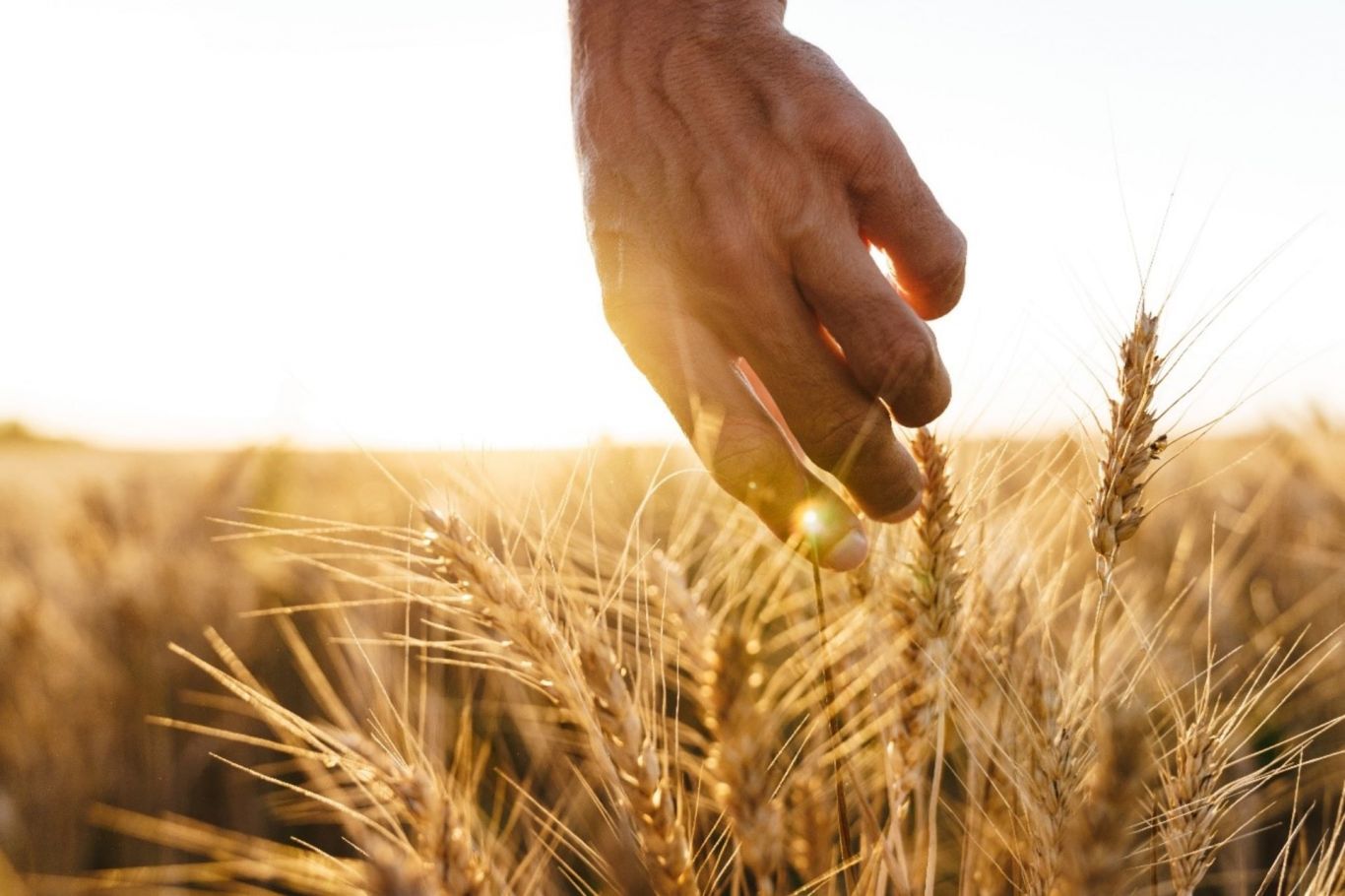 Cambio significativo en la rotación de cultivos en la región núcleo: Nuevos desafíos para los productores agrícolas