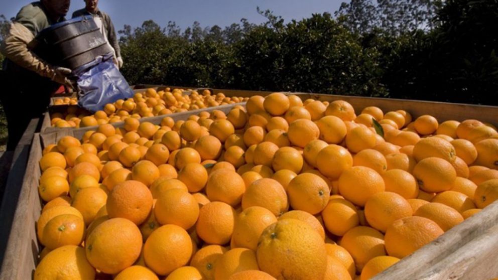 Especialistas de Argentina buscan fortalecer la exportacin de ctricos a la Unin Europea