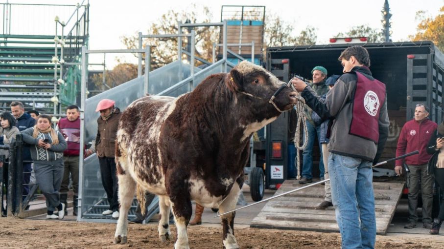 Inicio triunfal: Primeros animales ingresan a la Expo Rural 2023