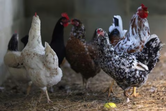 Japón suspende importaciones de aves de un segundo estado brasileño por gripe aviar