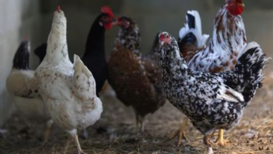 Japón suspende importaciones de aves de un segundo estado brasileño por gripe aviar