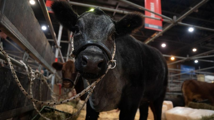 Shorthorn Plus llega por primera vez a la Expo Rural
