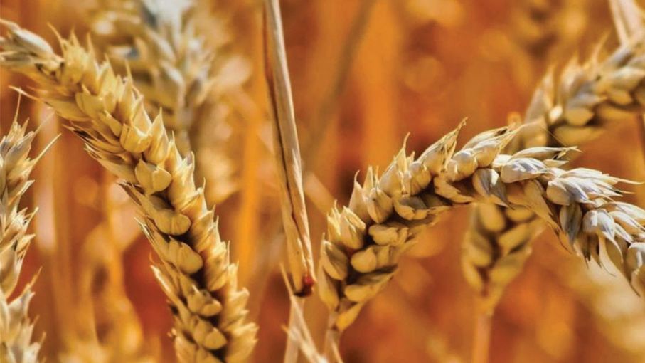 Perspectivas para la nueva campaña agrícola 2024/25: Análisis de Incentivos y Escenarios Futuros para el Trigo.