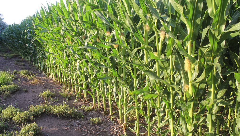 Perspectivas agrícolas 2025: incertidumbres y oportunidades para el sector global