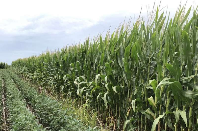Soja versus gramíneas: temporada de rotación para la siembra del campo