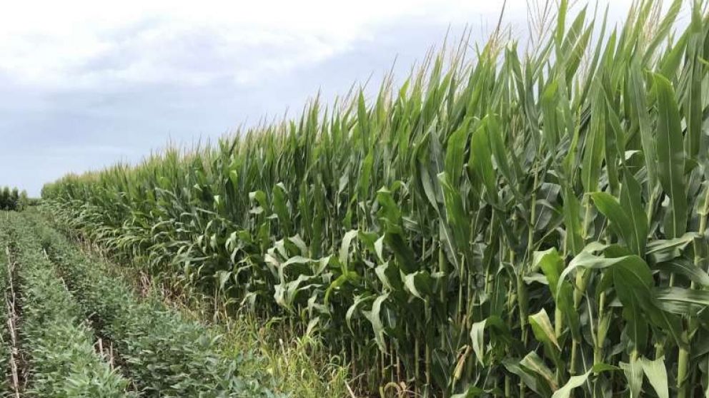 Soja versus gramneas: temporada de rotacin para la siembra del campo
