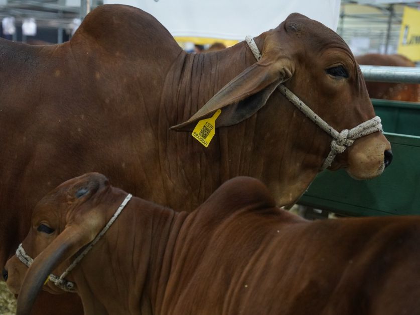 Cabaña Doble G: Del comienzo con 2 vacas a la exportación de embriones Brahman Colorado