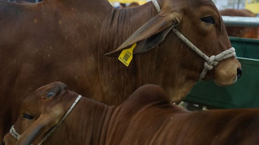 Cabaa Doble G: Del comienzo con 2 vacas a la exportacin de embriones Brahman Colorado