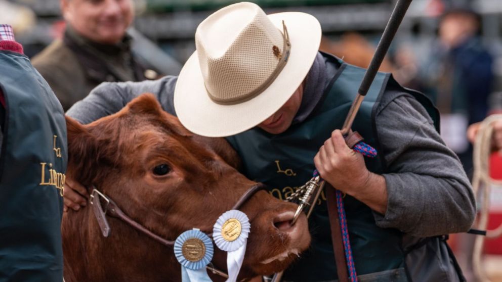 Eficiencia en la Seleccin de Animales: Limangus Incorpora Nuevas Herramientas