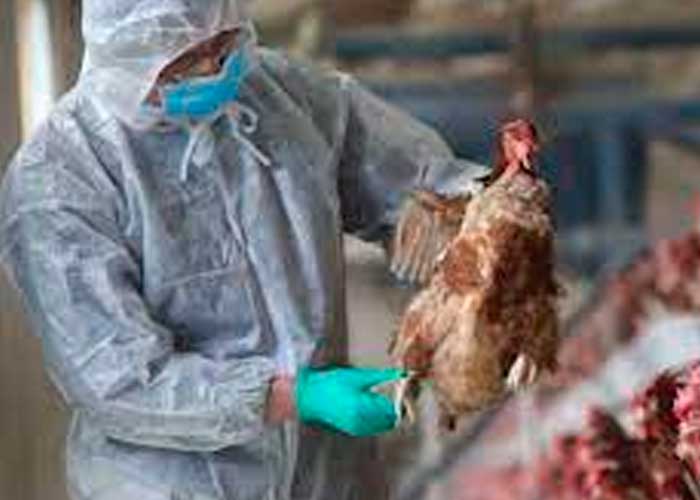 Restricciones persisten en las exportaciones de aves de EE. UU. a pesar de la disminución de casos de gripe aviar.