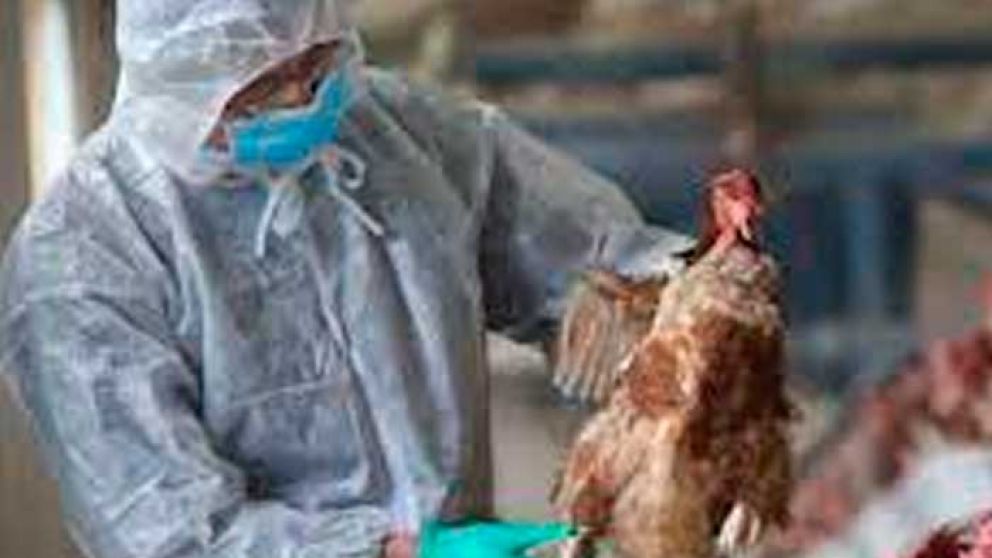Restricciones persisten en las exportaciones de aves de EE. UU. a pesar de la disminucin de casos de gripe aviar.
