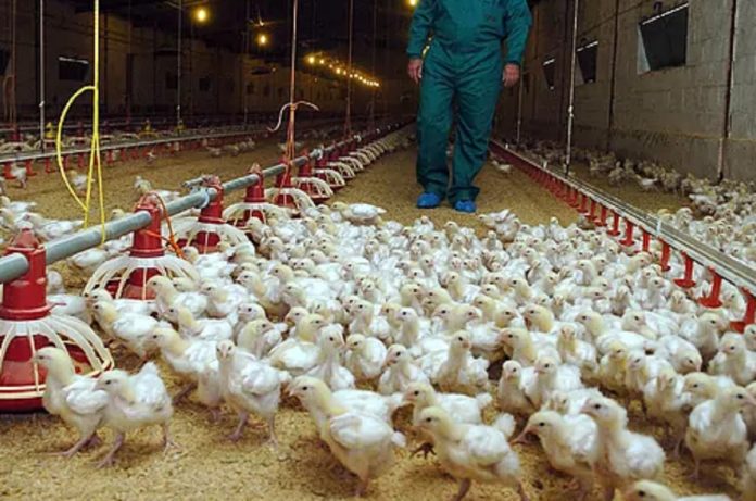 Restricciones persisten en las exportaciones de aves de EE. UU. a pesar de la disminución de casos de gripe aviar.