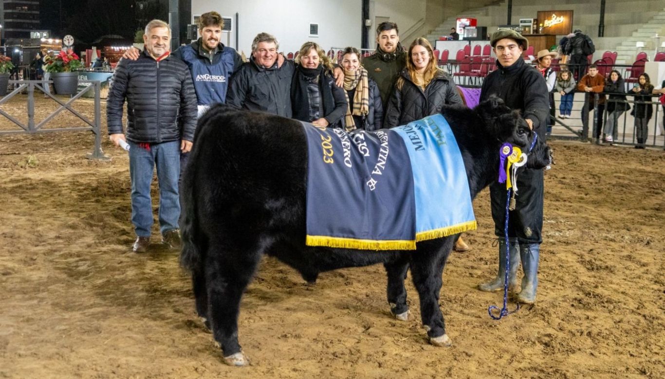 Destacada calidad en las juras Angus: Los terneros elevan la vara en Palermo