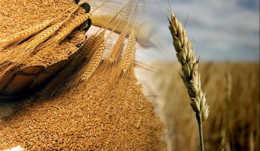 Trigo y cebada: CRA propone eliminar retenciones para reactivar la producción y sostener el superávit