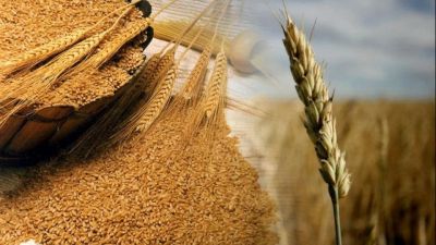 Trigo y cebada: CRA propone eliminar retenciones para reactivar la producción y sostener el superávit