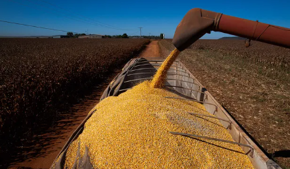 Récord histórico de ventas: 2,42 millones de toneladas de maíz comercializadas en tres días por el dólar agro