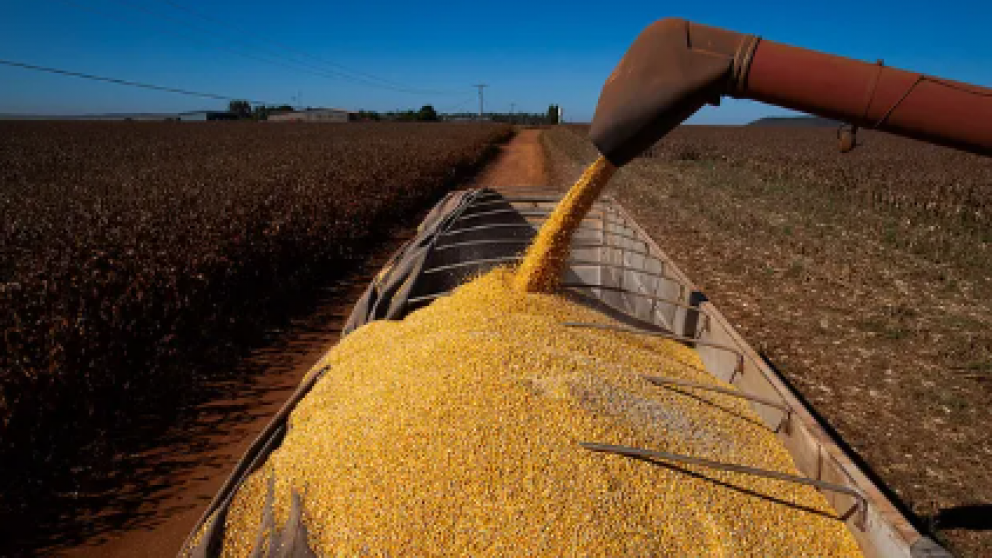 Rcord histrico de ventas: 2,42 millones de toneladas de maz comercializadas en tres das por el dlar agro