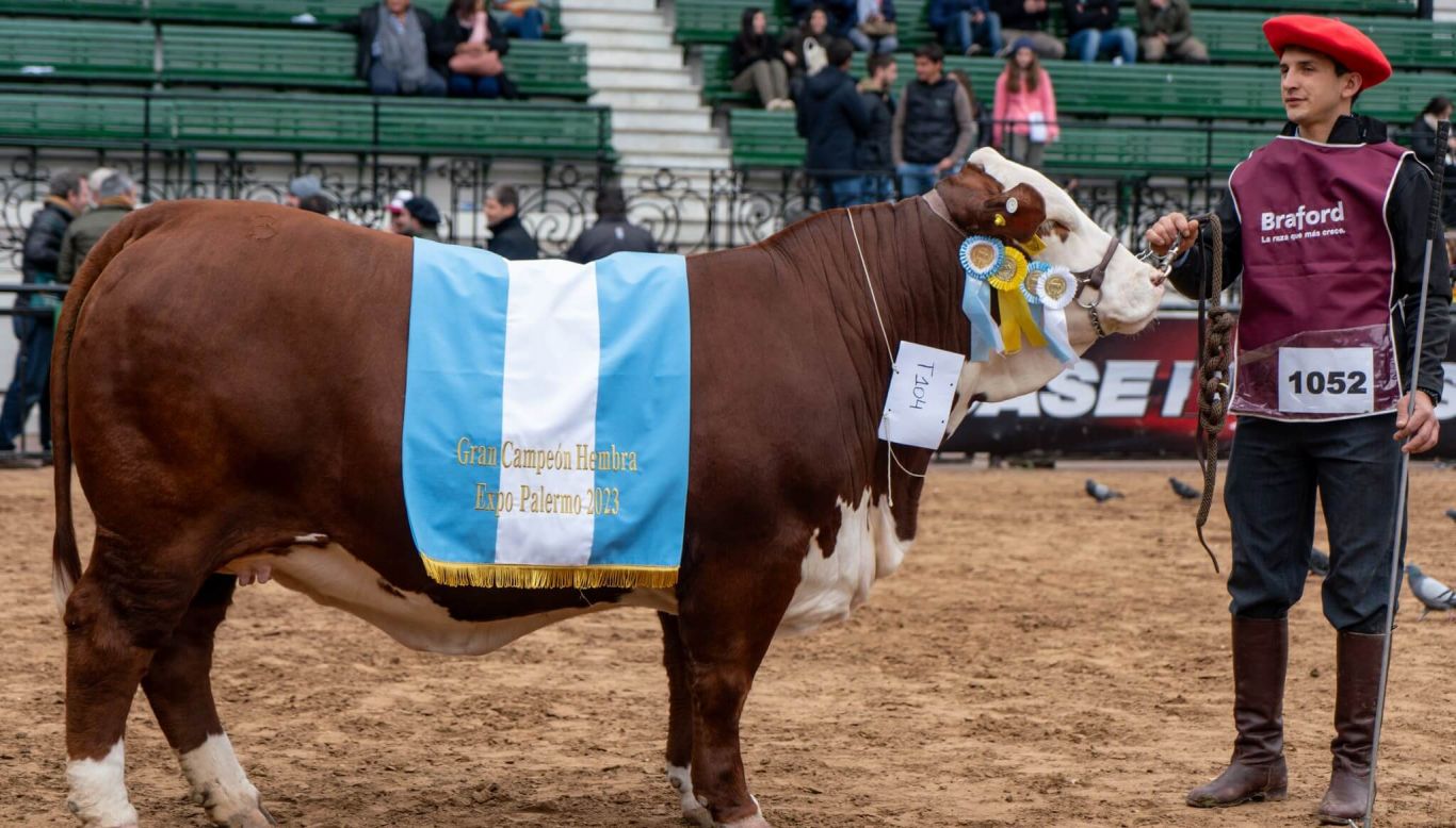 "Récord en la 135° Exposición Rural de Palermo: Vacas Braford lideran los remates con venta histórica de $28 millones"