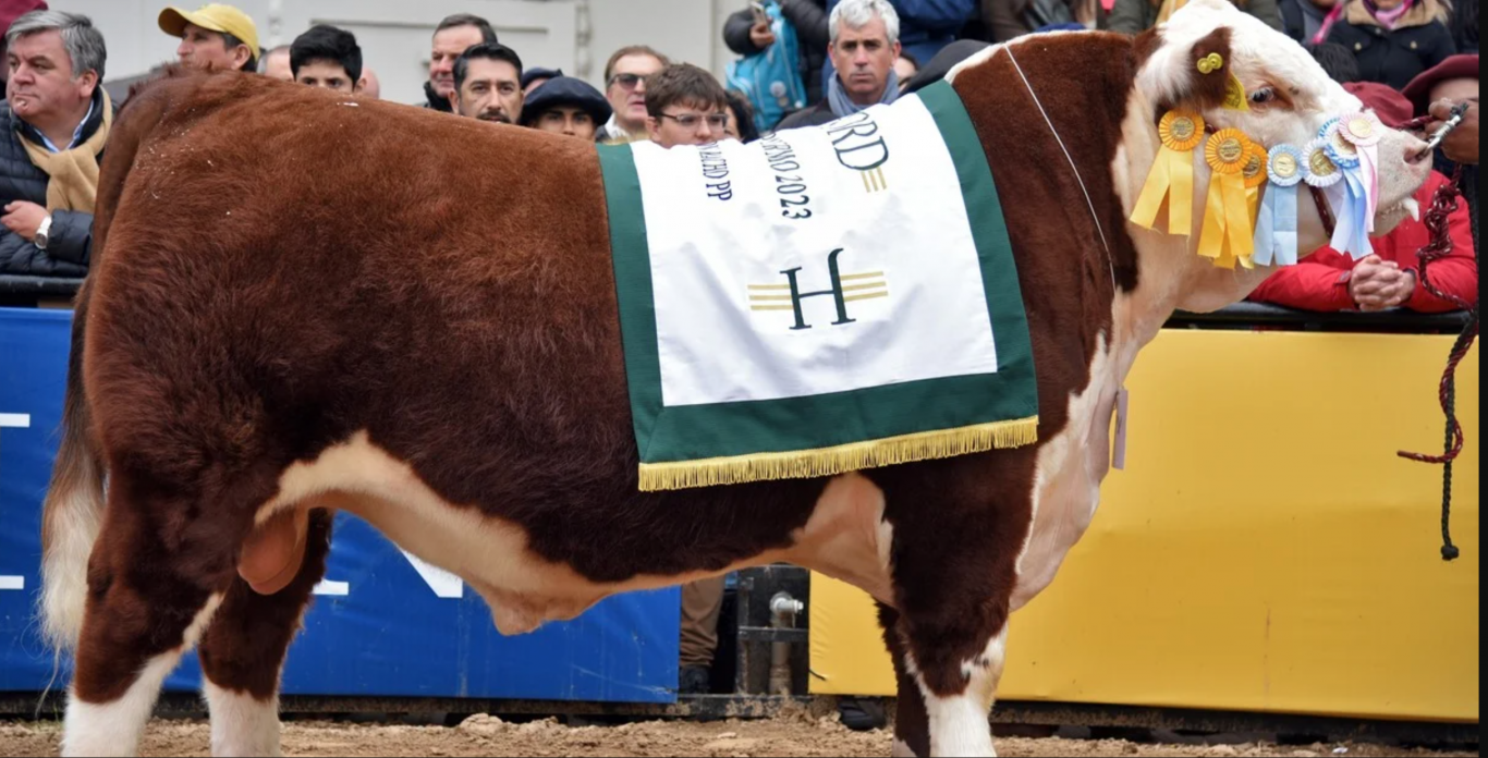 "Hereford celebra a sus campeones con jurado internacional en Palermo"