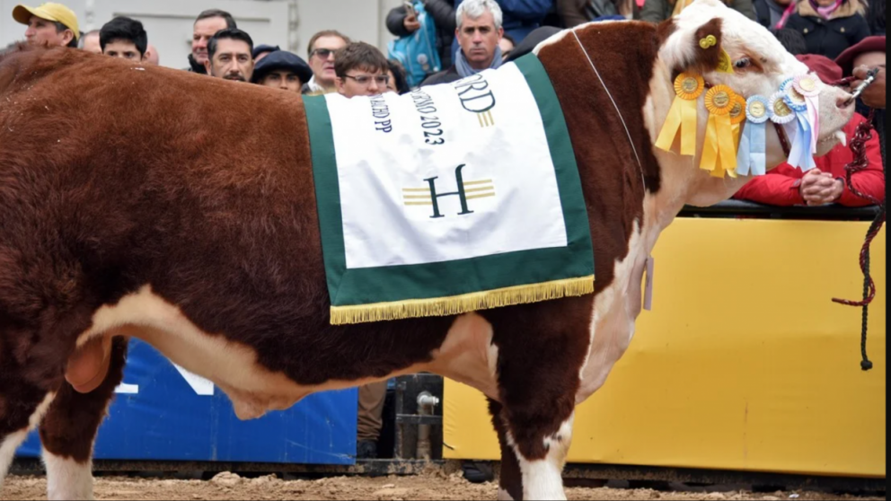 "Hereford celebra a sus campeones con jurado internacional en Palermo"