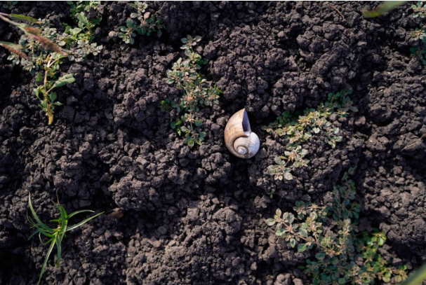 Autoridades emiten alerta fitosanitaria en Chile por la presencia de caracol africano gigante