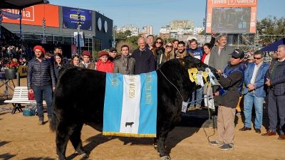 Angus 2023: Cabaña Arandú se alza con el Gran Campeón Macho en La Rural