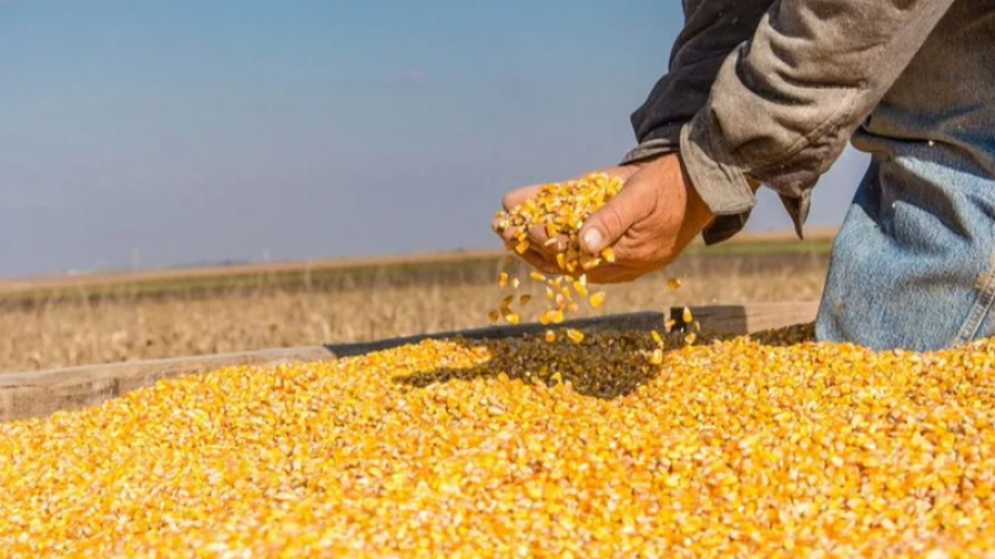 Durante la semana, los mercados agrícolas se verán afectados por el calor en EE.UU. y las precipitaciones en la UE, Ucrania y Brasil