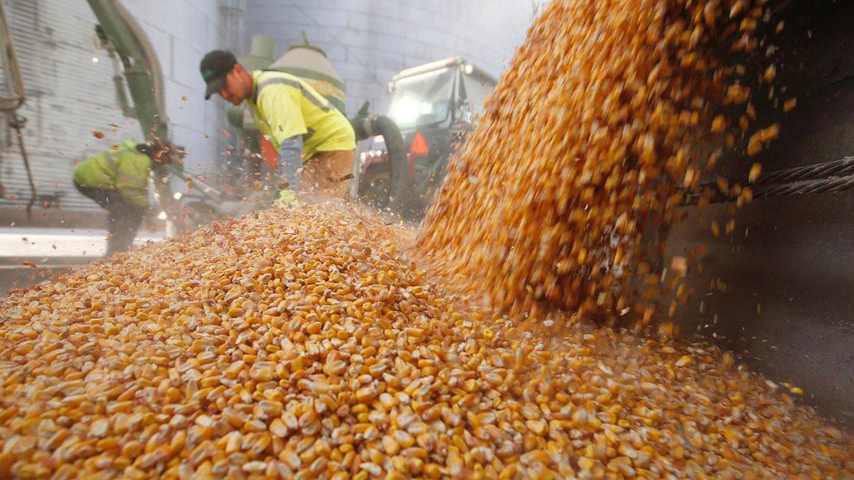 El Gobierno extiende las Declaraciones Juradas de Venta al Exterior del maíz para proteger el mercado interno"
