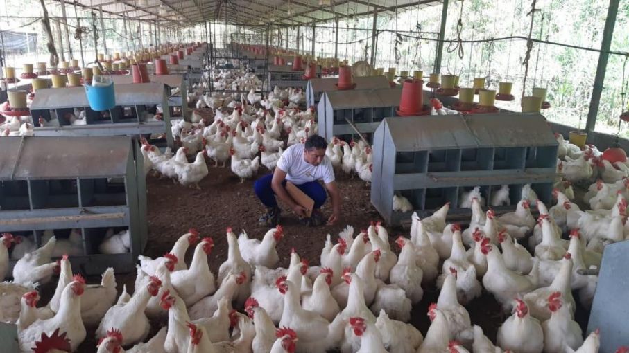 Nuevo brote de gripe aviar en Ecuador activa protocolos de contingencia