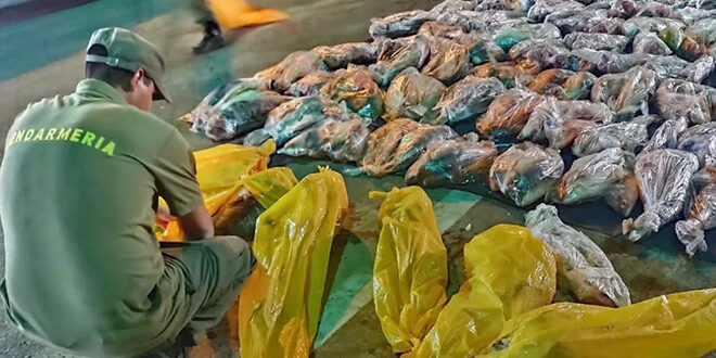 Decomisan y destruyen en Chaco más de 27 toneladas de pescado con documentación adulterada