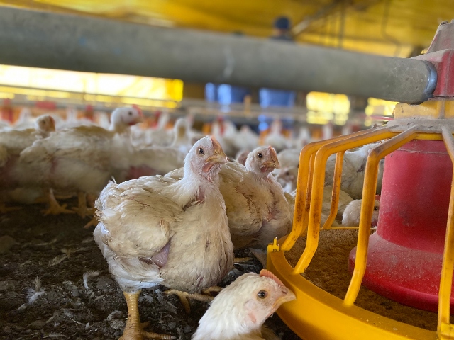 Colombia recupera acceso al mercado japonés: se levanta suspensión a la exportación de carne de pollo